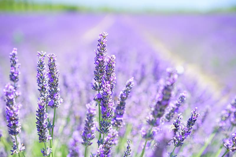 Sohealthy-healthy-tips-Benefits-of-Essential-Oil