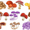 Sohealthy-health-tips-mad-about-mushrooms-featured-image