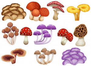Sohealthy-health-tips-mad-about-mushrooms-featured-image