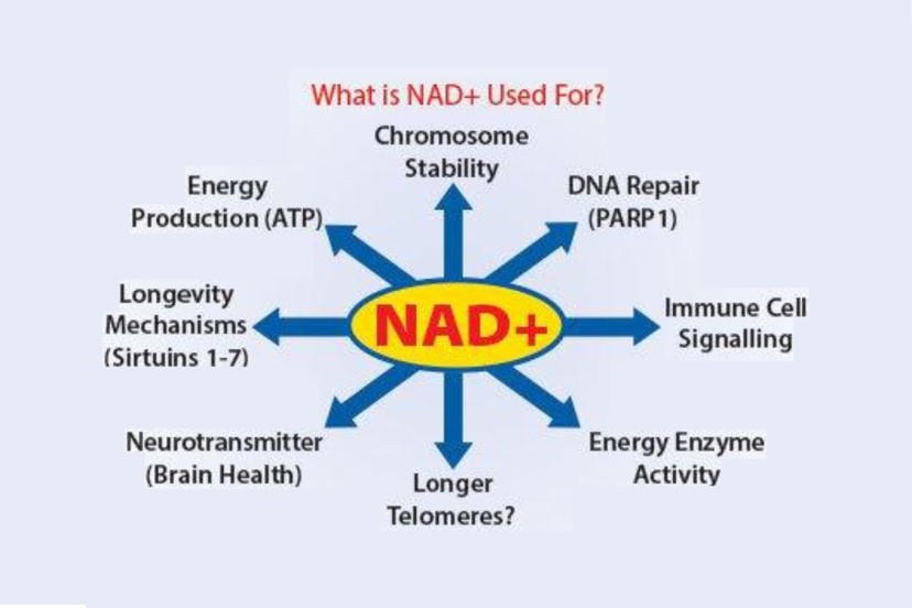 What is NAD+ Used For?