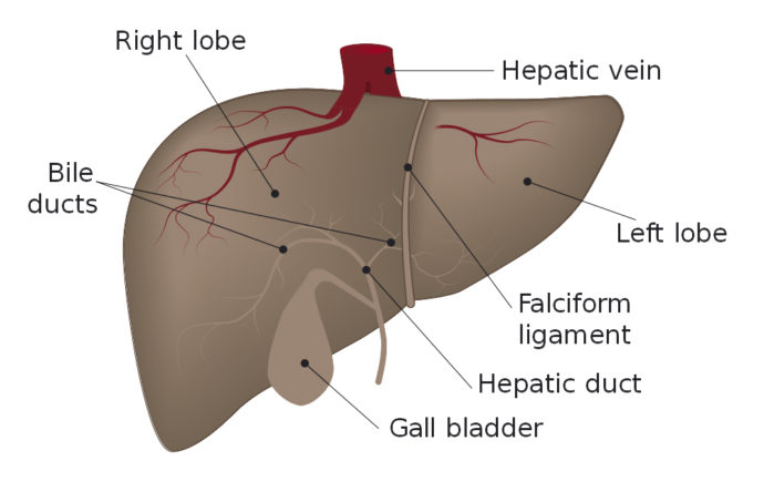 Healthy Liver Function – Sohealthy