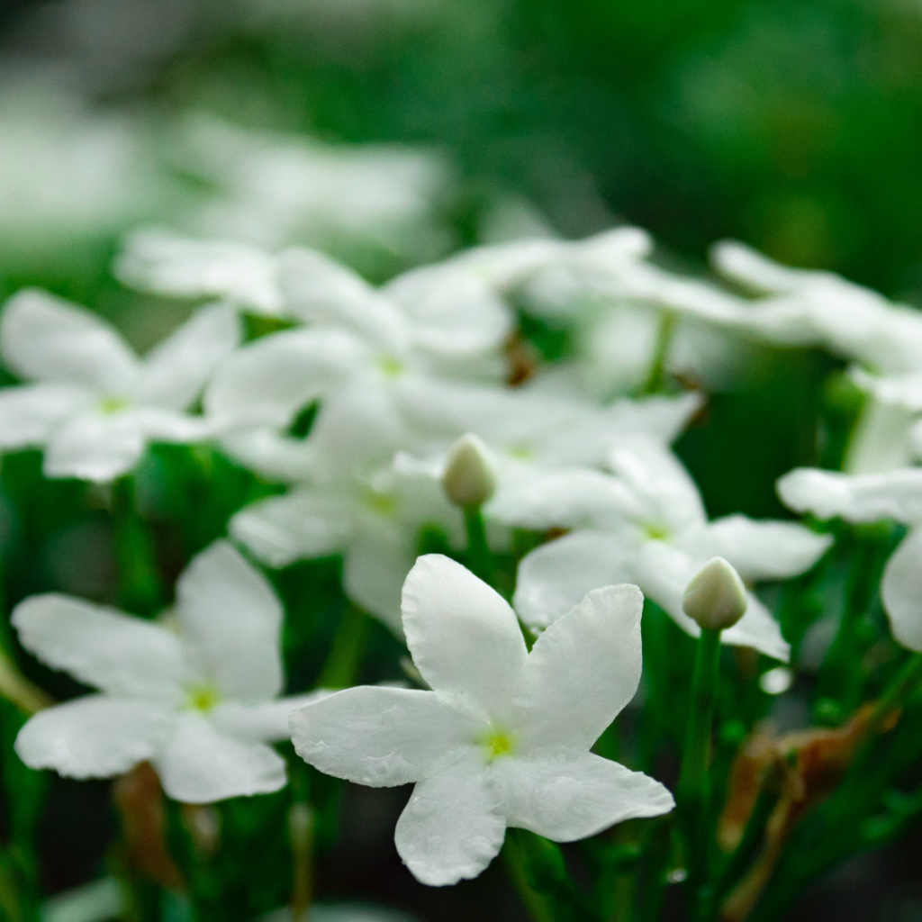 Supplement Guide: Jasmine is a plant, and its flowers, very well known for their beautiful scent, are used to make fragrance, lotions, soap, toothpaste, tea, and other beverages. But did you know that aside from the pleasant smell of Jasmine, it also provides many health benefits